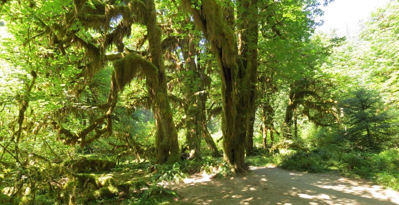(49) Hoh Rain Forest trail.jpg